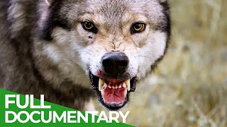 Man's First Friend - The Epic Story of Dogs & Humans | Free Documentary Nature