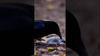 Why Crows are Evil… #shorts #facts