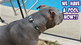 Pitbull Dog Gets Amazing New House Because Of His Youtube Channel!!