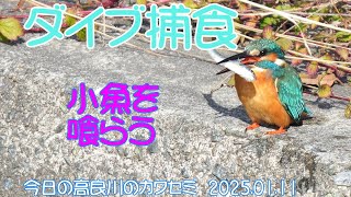 ダイブ捕食小魚を喰らう　今日の高良川のカワセミ　2025 01 11