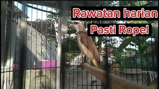 Rawatan Trucuk Agar Ropel