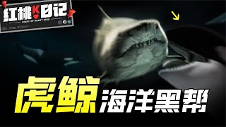 虎鯨：用大白鯊當零食、獵殺藍鯨！ 稱霸海洋的真正原因，竟顛覆你認知【紅桃K日記】