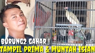 PESONA BURUNG2 GAHAR ! GACOR MUNTAH ISIAN DEPAN KAMERA, LIAT LGSG BIKIN DOMPET CENAT CENUT