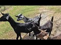 台糖池上牧野渡假村 木柵動物園區 鴕鳥與羊