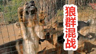 德国牧羊犬通过奋力战斗，决定自己在狼群中的地位，残酷而现实