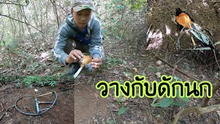 วางกับดักนกด้วยกับดักหนู | ແຮ້ວນົກ: ໃສ່ແຮ້ວນົກດ້ວຍແຮ້ວໜູ