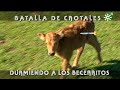 Toros de Domínguez Camacho: crotales con anestesia a los becerritos | Toros desde Andalucía