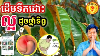 Khmer Traditional Medicine: Advantages of Milk fruit tree (ដើមទឹកដោះ)