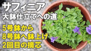 サフィニアの植替え大鉢づくり　大鉢への植え替えと摘心の実演