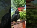 rhinoceros hornbill cooling off cincinnati zoo shorts