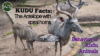 KUDU Facts; The Antelope with spiral horns | Behavior of Kudu Animals - Wild World TV