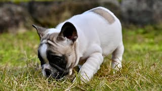 フレンチブルドッグ女の子。2024年10月24日生まれ。#フォーンパイド #フレンチブルドッグ #frenchbulldog #子犬