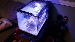 Tank Cycle Update: No Ammonia, High Nitrite