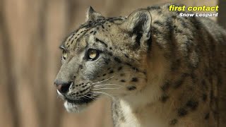 【円山動物園ユキヒョウ】フブキ来園一般公開初日！first contact〜Snow Leopard〜Fubuki \u0026 Shizim