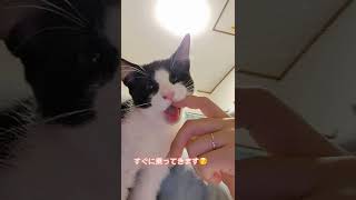 肩乗りブンブン丸😺#子猫生後3ヶ月#メインクーンmix