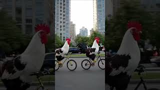 Cock riding bicycle in the road . रोड में मुर्गा साइकिल चला रहे हैं #funny#cock#shots#comedy#youtube