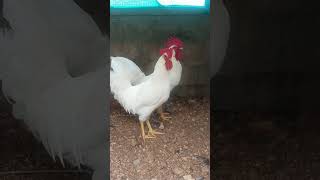 உன் மாங்கல்யம் பார்த்த வேலை டா#kozhi koothugal# #chicken#funny#trending#tamil#yt shorts#shorts feed#