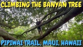 Climbing The Banyan Tree on the Pipiwai Trail 4K: Best Road to Hana Stops on Maui, Hawaii 2022