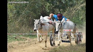 [Live] Bulewal (Balachaur) Ox Race 06 March 2022