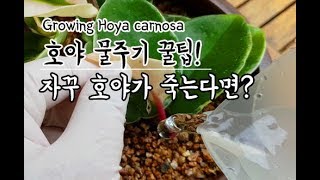 ♥호야 키우기 3탄♥ 호야 물주기 꿀팁!! 자꾸 호야가 죽는다면 꼭보세요!