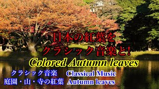 日本の紅葉を癒しのクラシック音楽と共に！【庭園・山・寺】(癒し・気分転換・BGM)【30分】 Autumn leaves in Japan with Classical Music.