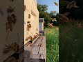 bees floating in slow motion