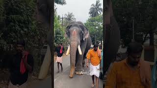 പാമ്പാടി ആന |pampadyrajan|#keralaelephant #malayalam