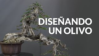 Diseñando un Olivo Bonsai (Ullastre)