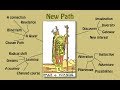 Tarot card meanings  Part 1 The Minor Arcana