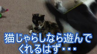 猫用おもちゃで遊ばない猫が心配になったので、王道の猫じゃらしで遊んでみた結果・・・