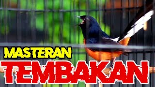 MASTERAN TEMBAKAN PANJANG MURAI BATU GACOR