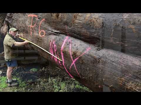 How can you tell if wood is Kauri?