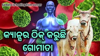 ଗୋମାତା ଭଲ କରୁଛି କ୍ୟାନ୍ସର // Benefits of Gaumata // Sushant Kumar Nayak // Dharmorakhyak