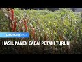 Hasil Panen Cabai Petani Turun | Liputan 6 Bali