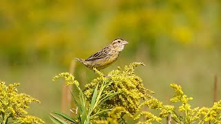 Bobolink on Heaven Hill (19 August 2022)