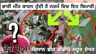 How to control parawilt of cotton ਨਰਮੇਂ ਦੀ ਪੈਰਾਵਿਲਟ ਬਿਮਾਰੀ ਦੀ ਰੋਕਥਾਮ ਕਿਵੇਂ ਕਰਨੀ ਹੈ ?