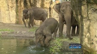 Why the Oregon Zoo wants to breed elephants