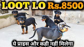 OMG Rs. 8500 मे Rottweiler puppies | Big offer  loot lo | Rottweiler in low price