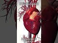 how does human heart works circulatory system হৃদপিন্ডের রক্ত সঞ্চালন পদ্ধতি