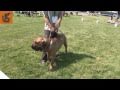 Fila Brasileiro in National Dog Show - Radom, 22th May 2011