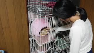 【猫動画】眼球摘出と抜糸を終えた猫と飼い主