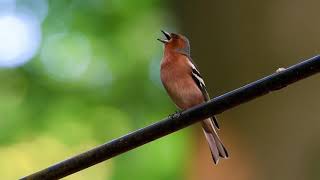 Buchfink (Fringilla coelebs)