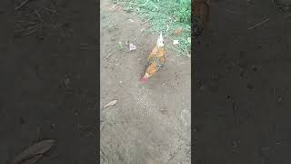 சித்தி நா சுடுகாட்டுக்கு போய்ட்டு வரேன் #funny_chicken #tamil