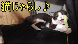 猫と久々に猫じゃらしで遊ぶ、いつもは二匹でプロレスしてるがたまにはいいだろう