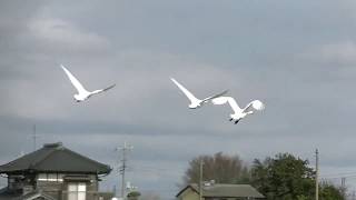 【水田に白鳥の群れ】千葉県印西市It is Inzai-shi, Chiba [in a rice field a flock of swans]