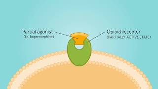 Mechanism of Action of a Partial Opioid Agonist