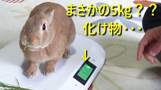 肥満の疑いがあるウサギの体重測定をしました。　(No.1181)