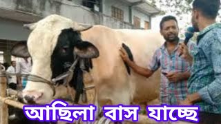 আছোলা বাঁশ যাচ্ছে গরুর ব্যবসায়ী ও প্রান্তিক খামারিদের