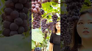 Beautiful Blackish-Purple Kyoho Grape #satisfying #short