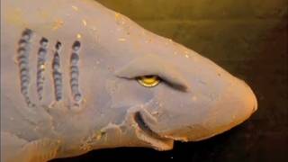 The Story of Sharks